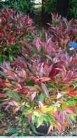 Leucothoe or Switch Ivy available at London nursery and online with UK deliveries. 