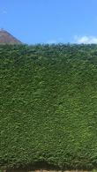 Leylandii or Leyland Cypress Root Balls for Hedging - probably the most cost effective and fastest growing hedging available.