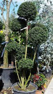 Ligustrum Jonandrum Pom Pom - Italian Privet Pom Pom - Mature Topiary trees for sale online UK