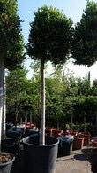 Ligustrum Japonica Texanum, Evergreen screening for sale online UK