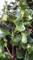 Ligustrum Japonicum Coriaceum - for sale online at our London plant centre, UK