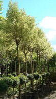 Ligustrum Japonicum Variegated, Evergreen Shrubs, Paramount Plants and Gardens - in London and online.
