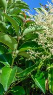 Ligustrum Japonicum Hedging - Japanese Privet Hedge