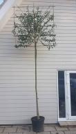 Ligustrum Japonicum Pleached trees trained for above wall or fence screening. Buy online UK delivery.