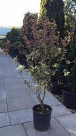 Ligustrum Japonicum variegated hedging shrubs for sale UK