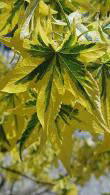 Liquidambar Styraciflua Golden Treasure, a variegated Sweetgum tree - good specimens to buy online with UK delivery