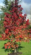 Liquidambar Styraciflua Lane Roberts Sweetgum, grown for its maple-like leaves & autumn colour. Lane Roberts has a rich blackish-crimson red autumn colour.