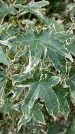 Liquidambar Styraciflua Silver King Sweet Gum, variegated leaves attractively margined creamy-white