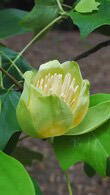 Liriodendron Tulipifera, tulip tree, flowering. For sale at our London plant centre, UK