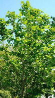 London plane trees from Paramount garden centre, North London - Specimen tree specialist nursery and online shop, UK