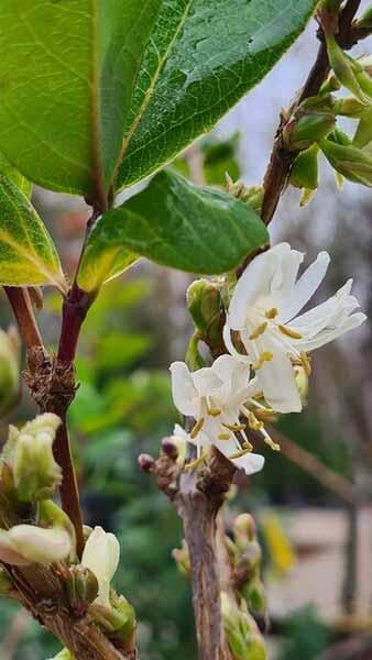 Lonicera Fragrantissima - Winter Honeysuckle