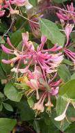 Lonicera Gold Flame Honeysuckle flowering