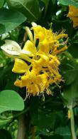 Lonicera Periclymenum Graham Thomas also known as Honeysuckle Graham Thomas buy online UK delivery