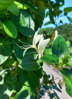 Lonicera Japonica Hall
