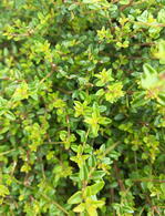 Lonicera Nitida Compact