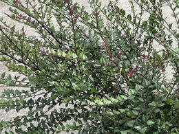 Lonicera Nitida Garden Clouds Purple Storm