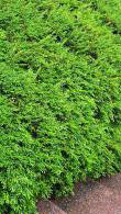Lonicera Nitida Maigrun or Maygreen Honeysuckle, low hedging plant, buy online UK delivery