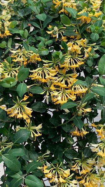 Buy Lonicera Periclymenum Belgica. Early Dutch Honeysuckle UK
