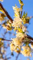 Lonicera Purpusii Winter Beauty, flowering honeysuckle climber, buy UK