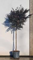 Loropetalum Chinense - Full Standard Form of this Tree