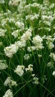 Luzula Nivea or Snowy Woodrush White Flowering Perennial for Shade