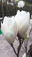 Magnolia Alba Superba - perfect for small to medium gardens buy online UK