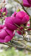 Magnolia Black Tulip is one of the darkest purple-flowering magnolias.