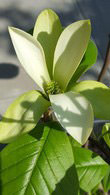 Magnolia Butterflies - the yellow Magnolia tree, available to buy online with UK delivery