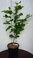 Magnolia Coral Lake for Sale Online UK - Ornamental Tree