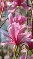 Buy Magnolia Galaxy, a compact deciduous tree, with very large, fragrant pink blooms in Springtime, a stunning ornamental tree for sale online UK delivery.