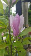 Magnolia George Henry Kern - small, fragrant Magnolia, buy online UK