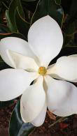 Magnolia Grandiflora Little Gem flowering - large white waxy blooms and scented fragrance, buy UK.