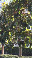 Magnolia Grandiflora Pleached trees for sale, London UK
