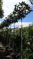 Magnolia Grandiflora as full standard for sale from Evergreen Screening specimen tree specialist, UK.
