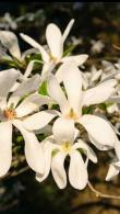 Magnolia Kobus is a compact very hardy Magnolia, producing large beautiful white flowers in Springtime, a good ornamental tree for smaller gardens, buy UK.