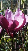 Magnolia Liliiflora Nigra is also called Black Lily Magnolia for sale online at our UK plant centre.