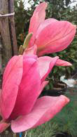 Magnolia Peachy Flowering in springtime, beautiful cup shaped flowers on bare stemmed trees buy UK