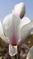 Magnolia Alba Soulangeana Superba Tree for sale in our London garden centre