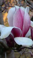 Magnolia Soulangeana, Magnolia shrubs specialists, UK delivery