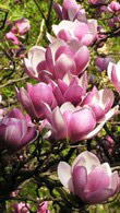 Magnolia Soulangeana Satisfaction - a compact tree & profuse bloomer
