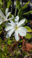 Magnolia Stellata or star magnolia for sale online from magnolias specialist nursery London - UK deliveries. 