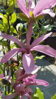 Magnolia Liliflora Susan for sale online at Magnolia nursery and in our London garden centre, UK