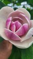 Magnolia Venus Ornamental Magnolia Tree with Purple Blooms