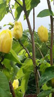 Magnolia Yellow Bird, Magnolias, London UK. Buy now from Paramount, specialist London garden centre and online shop, UK