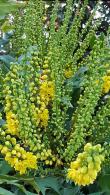 Mahonia Aquifolium, yellow flowering evergreen shrub for sale online with UK delivery