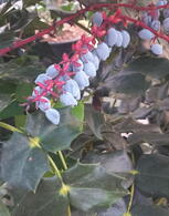Mahonia Japonica Hivernant Japanese Mahonia