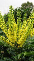 Mahonia Media Charity, Trees and Shrubs to Buy Online in the UK