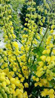Mahonia X Media Winter Sun - for sale online at our UK plant centre