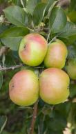 Malus Bramley Seedling pleached tree trained, perfect for above wall or fence screening with delicious apple crop in late summer, buy UK