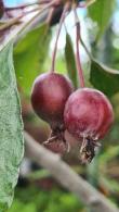 Malus Cheals Weeping Crap Apple Tree, an excellent choice for smaller gardens.